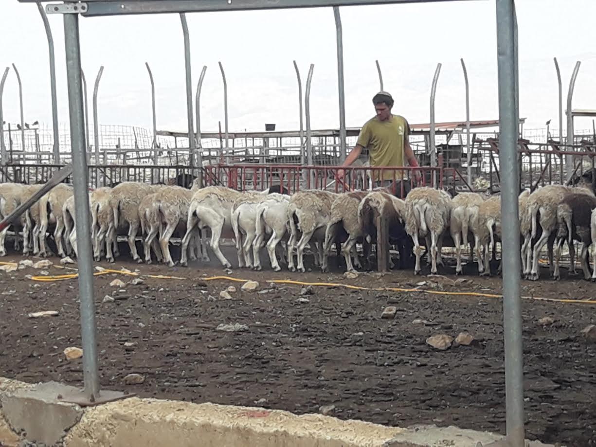 How 100 Agricultural Farms Are Protecting Israel's Land