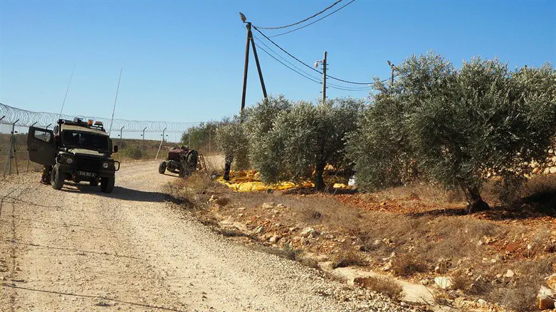 Israelis demand Palestinian olive harvest be cancelled