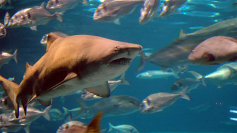 Tiger shark attacks kayaker off Hawaii coast: 'Mistook me for the seal