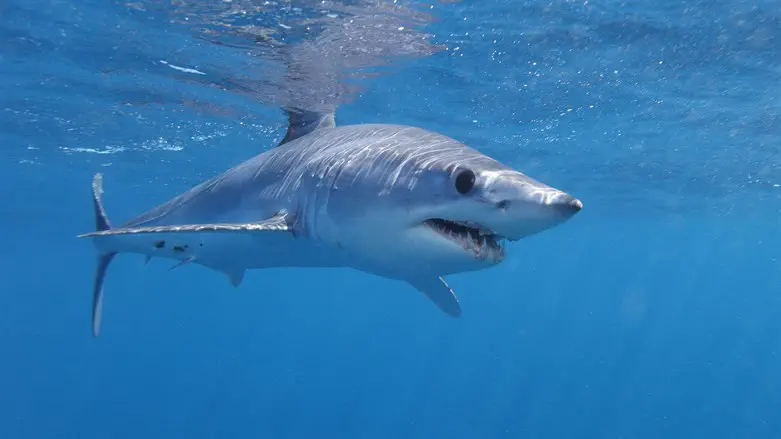 mako shark attacks on humans